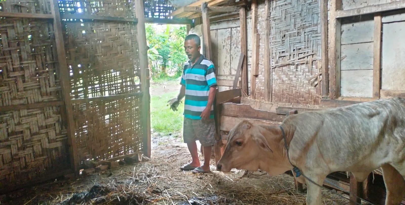 instruksi.co.id, Pringsewu - Membuat adanya aksi pencurian sapi yang terjadi di Pekon Tulung Agung, Kecamatan Gadingrejo, Kabupaten Pringsewu. Setelah sebelumnya tiga ekor sapi jenis Metal dan PO milik Saring, warga Dusun Tulungrejo III, RT 02, Pekon Tulung Agung, Kecamatan Gadingrejo, Kabupaten Pringsewu, raib di gondol maling pada Jumat, 20 Desember 2024 sekitar pukul 03.00 WIB. Kali ini, dua ekor sapi, yakni milik H. Riyanto Pamungkas (Bos Kopi Klangenan) dan Jamaah Masjid Al Iman yang dititipkan (gadu) kepada Adi Sutrisno, warga Dusun Tulungagung II RT 03, Pekon Tulung Agung, Kecamatan Gadingrejo, juga digasak maling. Sapi betina indukan berumur 12 tahun (milik H. Riyanto Pamungkas) dan sapi betina berumur 3 tahun (milik jamaah Masjid Al Iman) dalam kondisi bunting 7 bulan, berhasil di gondol kawanan pencuri. Adi Sutrisno baru menyadari ketiga ekor sapi dikandangnya hilang, setelah anaknya, Bakti melihat pintu kandang sapi terbuka. "Sekitar pukul 02.00 WIB, saya masih di kandang, bakar jerami buat menghalau lalat sapi. Setelah itu, saya masuk ke rumah dan buat kopi", jelas Adi Sutrisno kepada wartawan lampungrayanews.com, saat ditemui dirumahnya, Jumat (17/01/1025). Sekitar pukul 05.30 WIB, Bakti (11) anak dari Adi Sutrisno memberitahu, pintu kandang sapi dalam kondisi terbuka. "Kemarin, sebelum kejadian hari ini, saya baru saja memperbaiki pengait pintu agar lebih kuat. Kalau pintu kandang, selalu saya topang dengan besi, kalau pas di tutup", sebut Adi Sutrisno, yang memelihara sapi milik H. Riyanto sudah sekitar 10 tahun ini. Aksi pencurian hewan ternak seperti sapi diwilayah Pekon Tulung Agung, membuat masyarakat setempat menjadi resah. Utamanya, bagi warga yang selama ini memeliki dan memelihara sapi. Joni Prastian, pemilik ternak sapi di Pekon Tulung Agung merasa resah, dengan aksi kawanan pencuri sapi. "Harapannya bisa aman dan nyaman. Apalagi disini, hampir setiap warga memelihara sapi, baik itu gadu atau sapi milik sendiri", ungkap Joni yang memiliki enam (6) ekor sapi ini. Joni mengemukakan, kalau warga dilingkungannya rata-rata memelihara sapi, sebagai pendapatan tambahan. "Ya, dari memelihara sapi ini, warga disini bisa memperoleh penghasilan untuk kebutuhan keluarga. Jadi, walau gadu juga, tetap kita sebagai pengadu yang dirugikan, bila sampai sapi itu hilang", imbuhnya. Pernyataan senada disampaikan Karsidi, tetangga dari Adi Sutrisno yang juga memelihara sapi. "Yang namanya musibah memang kita gak pernah tau. Tapi, kejadian ini membuat kita sebagai warga pemilik sapi jadi resah", ucapnya. Ungkapan senada disampaikan Marzuki, pemilik sapi lainnya yang tinggal di Dusun Tulung Agung II RT 04 Pekon Tulung Agung. "Kalau di bilang resah, ya meresahkan mas. Sebab, bukan hanya sekali, sapi di daerah sini sering hilang. Di tahun sebelumnya juga sama", imbuh Marzuki yang menjabat sebagai Ketua RT 02. (red/ful)